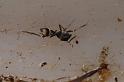 Myrmarachne_striatipes_D7800_Z_87_North Stradbroke island_Australie